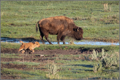 bison buffalo yellowstone yellowstonenationalpark calf mother motherhood reddog springtime wildlife wyoming unitedstates