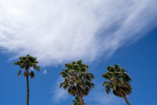 Three palm trees blowing in the wind against a blue sky with clouds. Negative space composition with room for copy