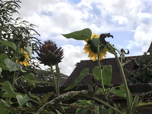 Sunflowers and cardoon Lewes to Glynde