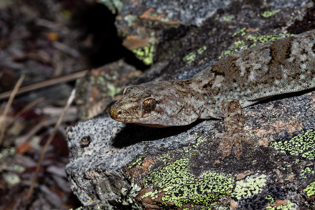 Southern Alps gecko