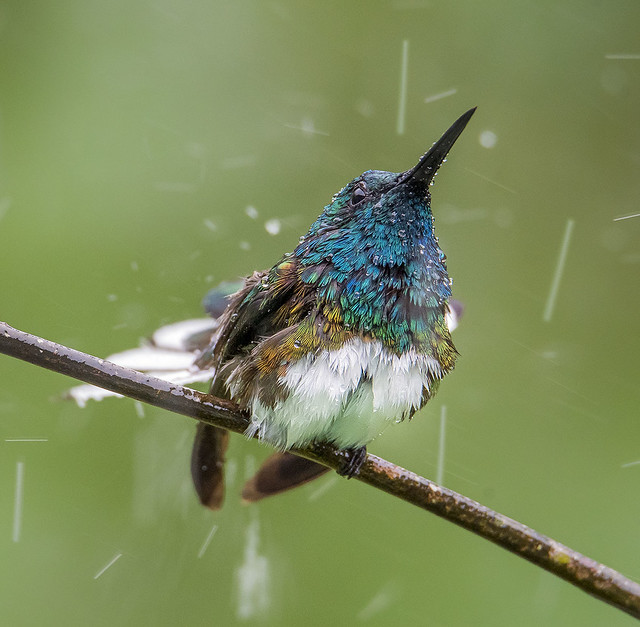 White Necked Jacobin Hummingbird bathing in the rain, Trinidad.