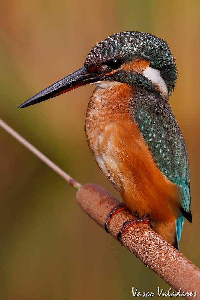 Guarda-rios, Common Kingfisher (Alcedo atthis)