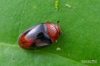 Pleasing fungus beetle (Erotylidae) - DSC_3671