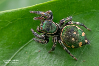 Jumping spider (Carrhotus sp.) - DSC_3520