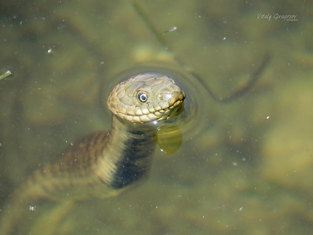 Dice snake (Natrix tessellata).