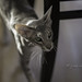 Oriental Shorthair Cat