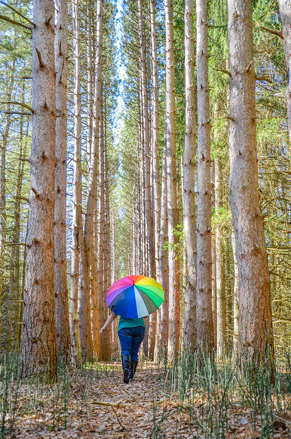 Walking Through The Trees