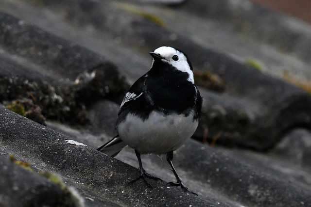 Pied Wagtail on the lookout