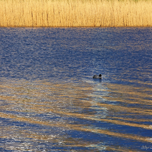 outside nature landscape lake dortmund germany phoenixsee waves water reflection reet yellow blue coot
