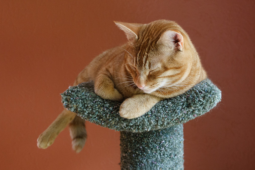 Our cat Sam sleeping on the cat tree on August 9, 2009. Original: _MG_6171.cr2