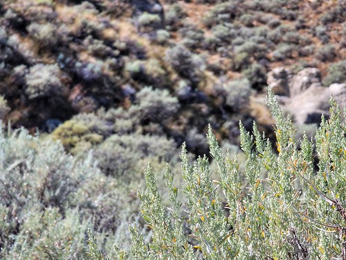 Depth of field in the desert (5x zoom). | by thnewblack