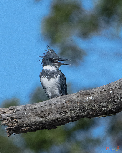 Male Belted Kingfisher (Megaceryle alcyon) (DSB0377)