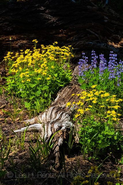Arnica and Lupine in the Goat Rocks Wilderness