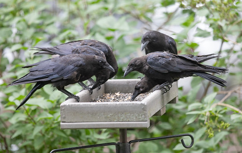 Six Crows at feeder (a family)