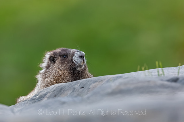 Hoary Marmot in the Goat Rocks Wilderness