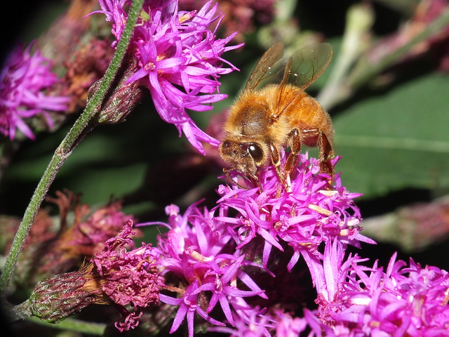 Honey Bee Feeding On Tall Ironweed Flowers SOOC DSCF3436