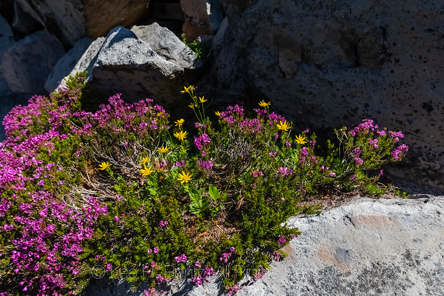 Pink Heather in the Goat Rocks Wilderness