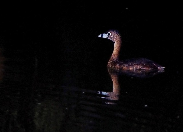 Shaded Pied-billed Grebe