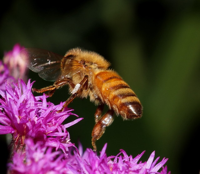 Honey Bee  In Flight To Tall Ironweed Flowers DSCF3458