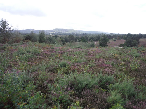 Heather in Bloom, Sutton Common SWC Walk 39 - Amberley to Pulborough