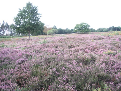 Heather in Bloom, Sutton Common SWC Walk 39 - Amberley to Pulborough