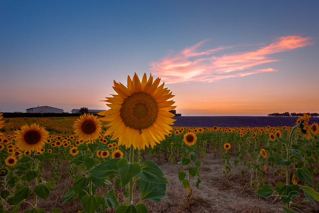 _U1H2194-HDR Valensole#4