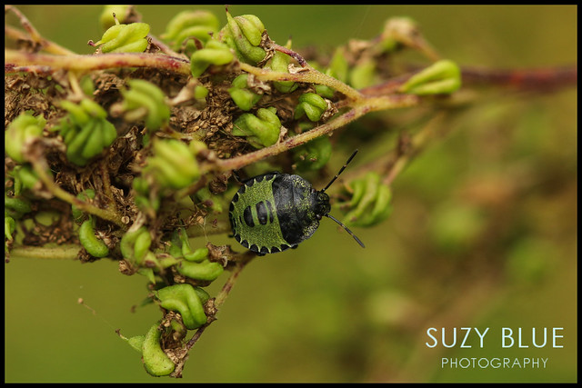 Common Green Shieldbug (4th instar)