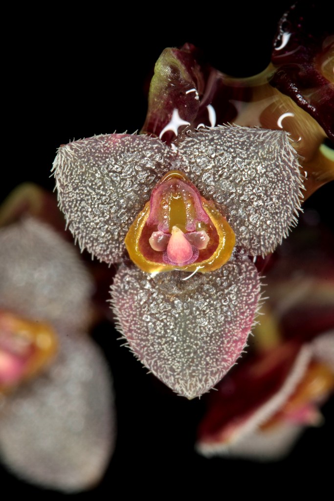 Angry Birds Orchid, Stelis powellii