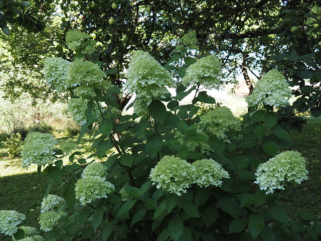 Hydrangea paniculata 'Limelight'