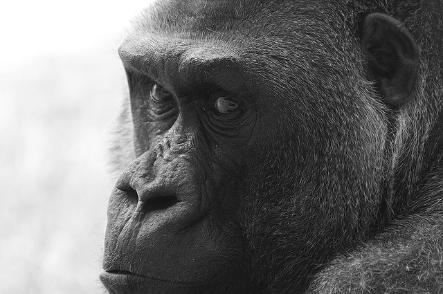 Gorilla gorilla g. - Gorilla