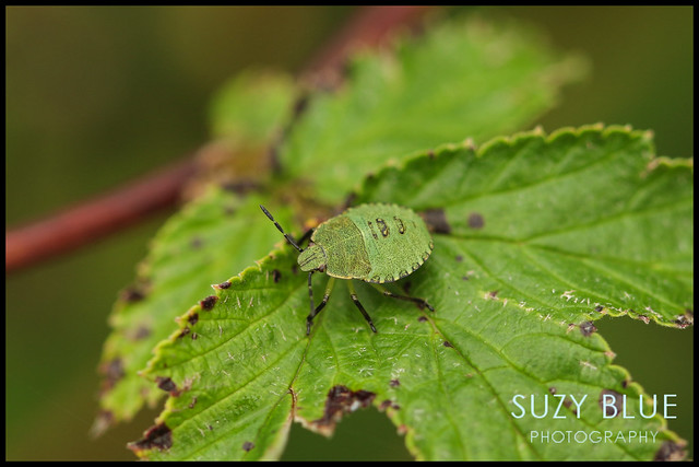 Common Green Shieldbug (3rd instar)