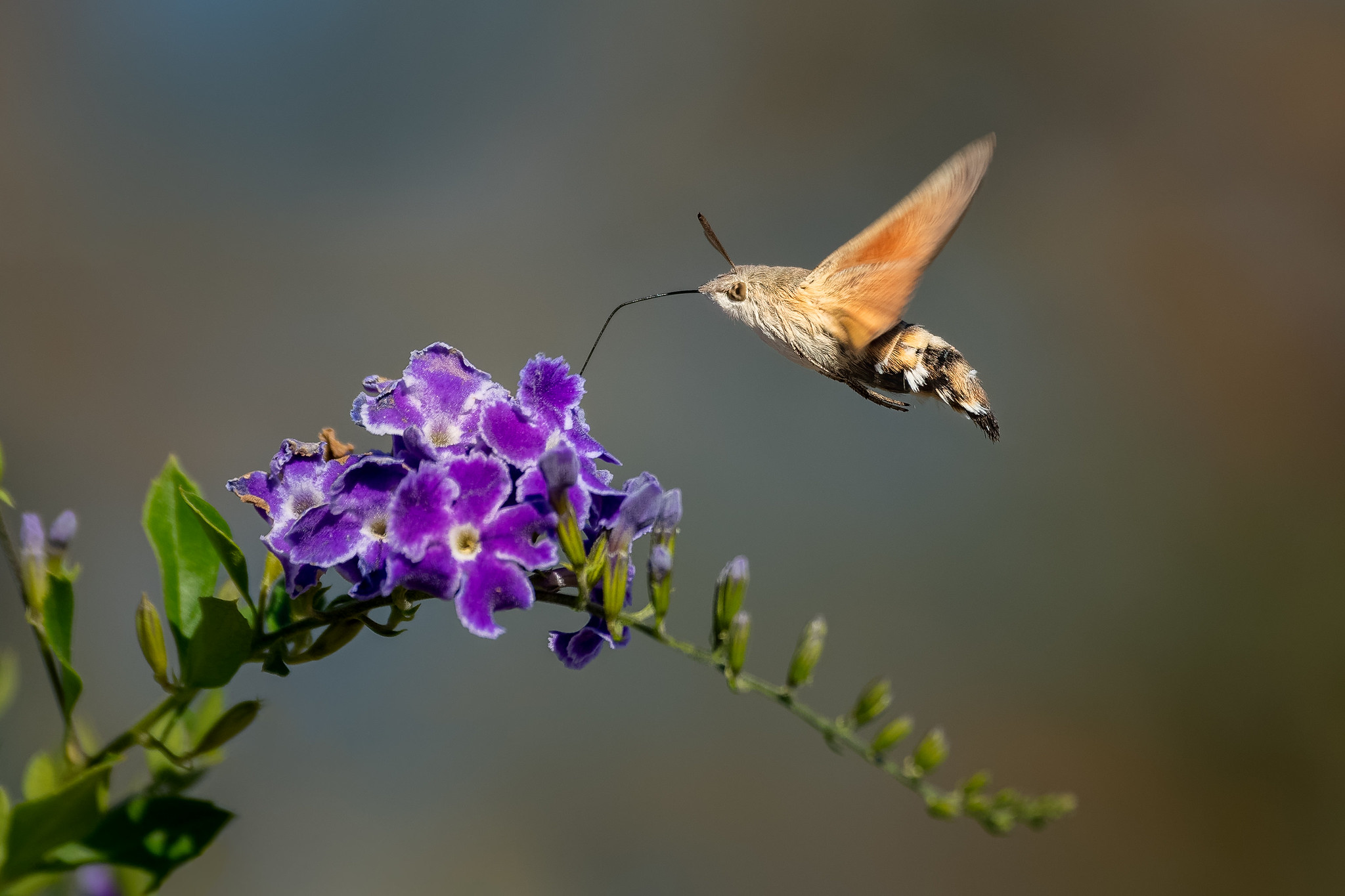 More Hummingbird Hawk-moth photos - Craig Rogers