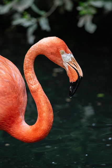 Close up portrait of an American flamingo