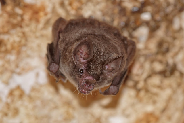 Очковый листонос, Carollia perspicillata, Seba's short-tailed bat