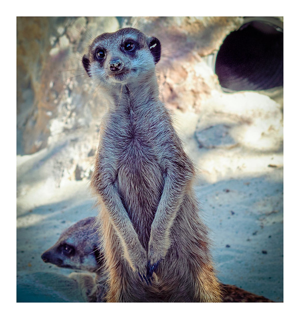 Suricato meerkat