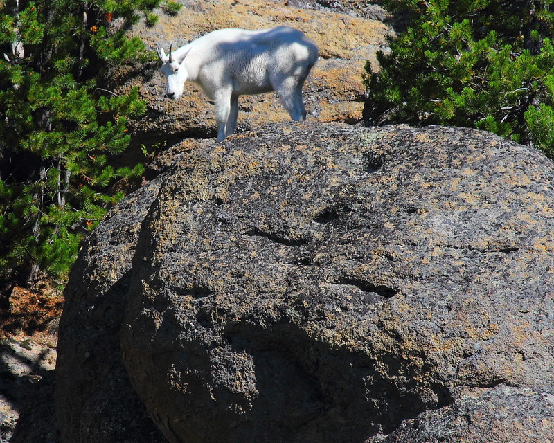 IMG_5930 Mountain Goat, Yellowstone National Park