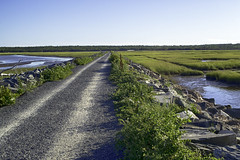 The Salt Marsh Trail