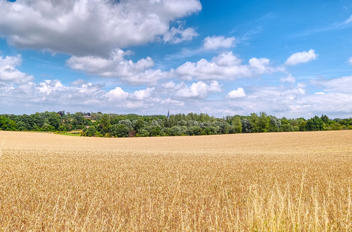 kuttekoven borgloon belgium limburg blue sky yellow barley harvest landscape gree trees clouds fujifilm xt2 affinityphoto bucolic pastoral light colours nature agriculture summer