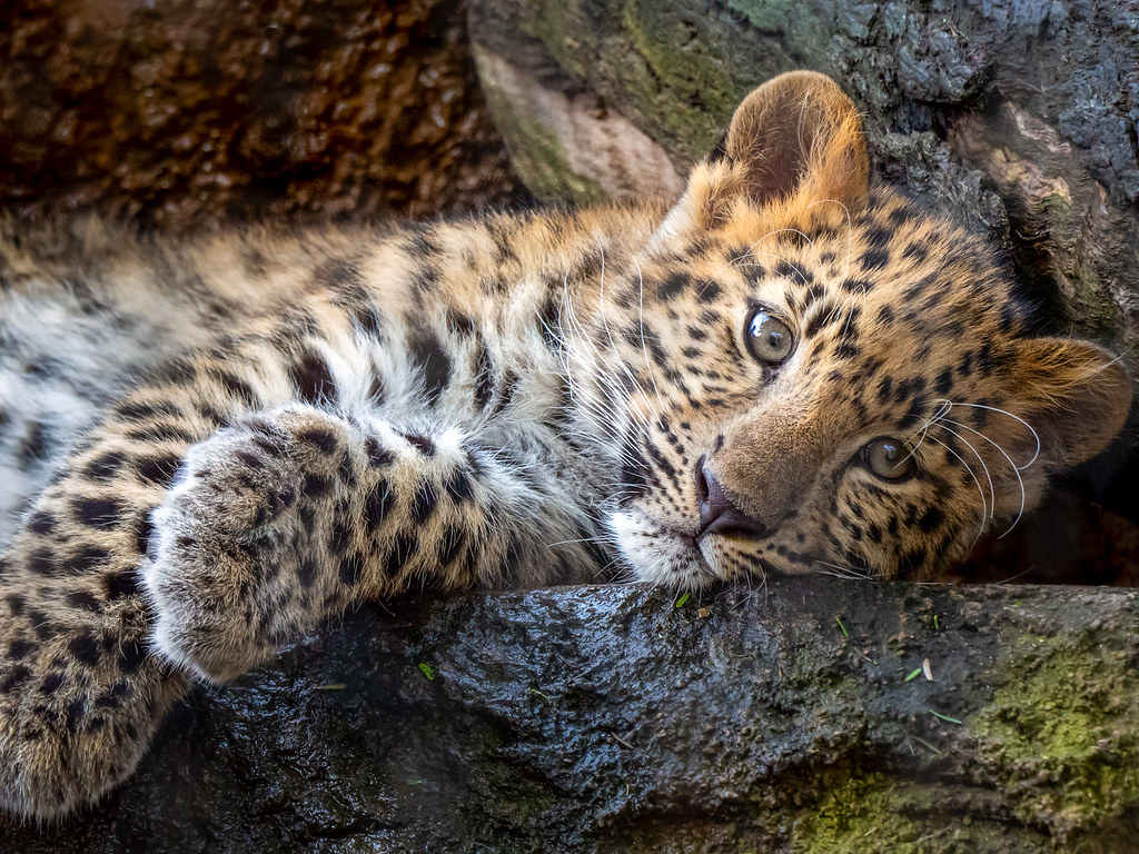 Leopard Cub [In Explore 4/21/21]