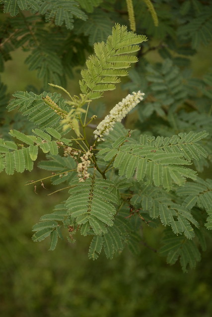 Acacia chundra (1)