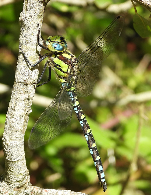 Southern Hawker dragonfly perched on Greenham Common.