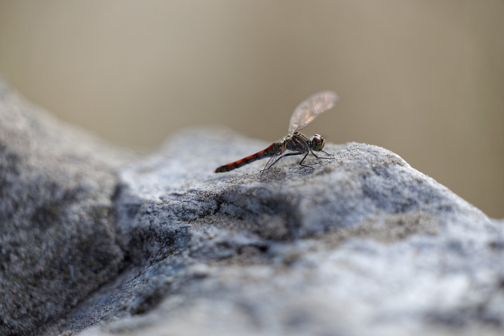 Dragonfly on the rocks