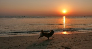 Molise Dog at Sunrise