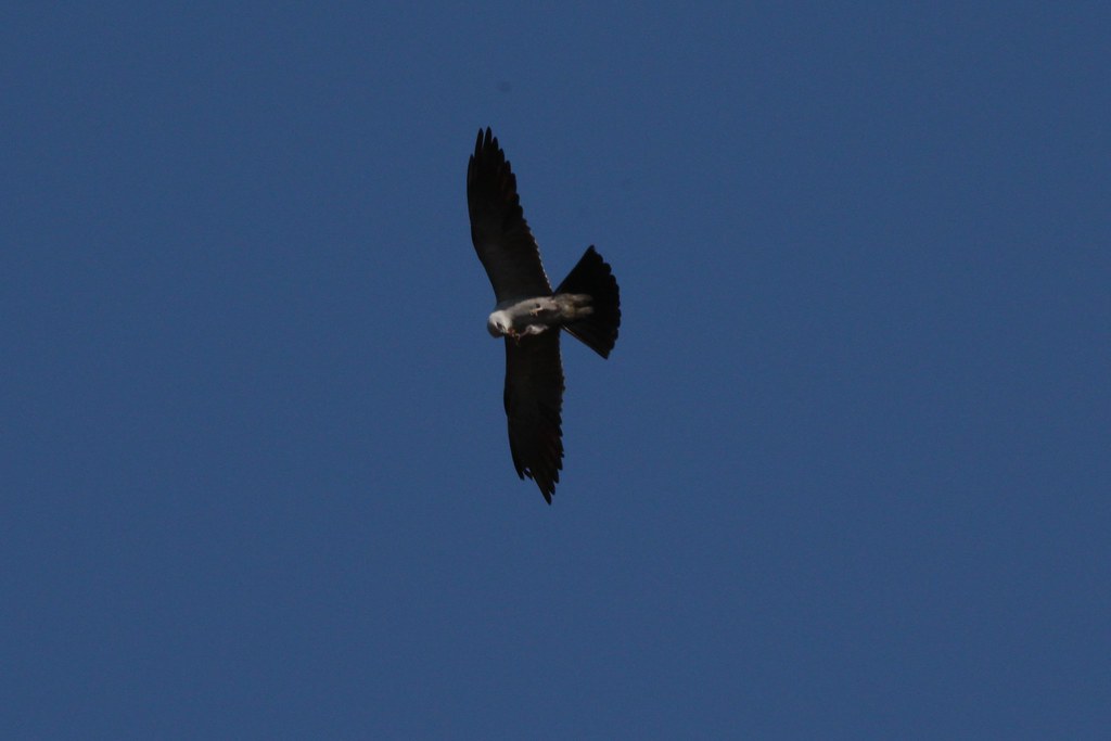 Mississippi Kite Eating in flight 8-20