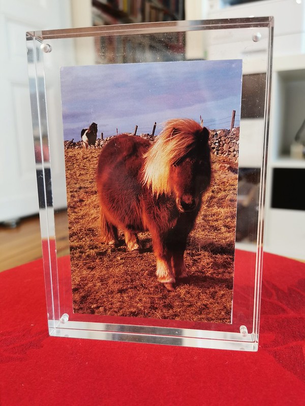 Shetland Pony Postcard
