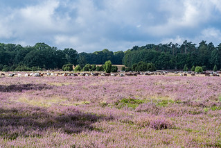 Heidschnucken und Ziegen in der Wilseder Heide