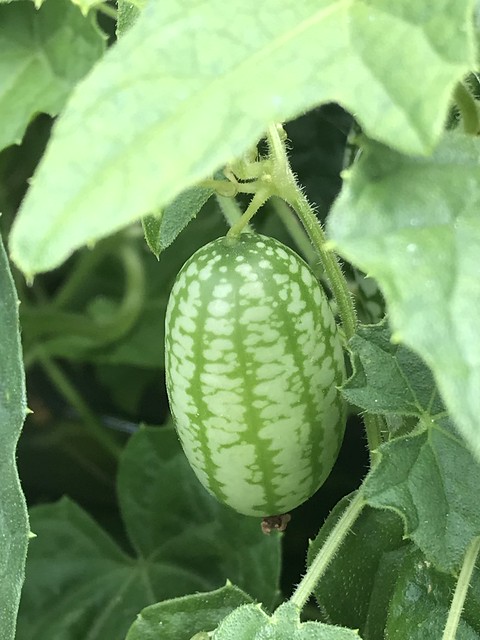 Mini Mexican Cucumber