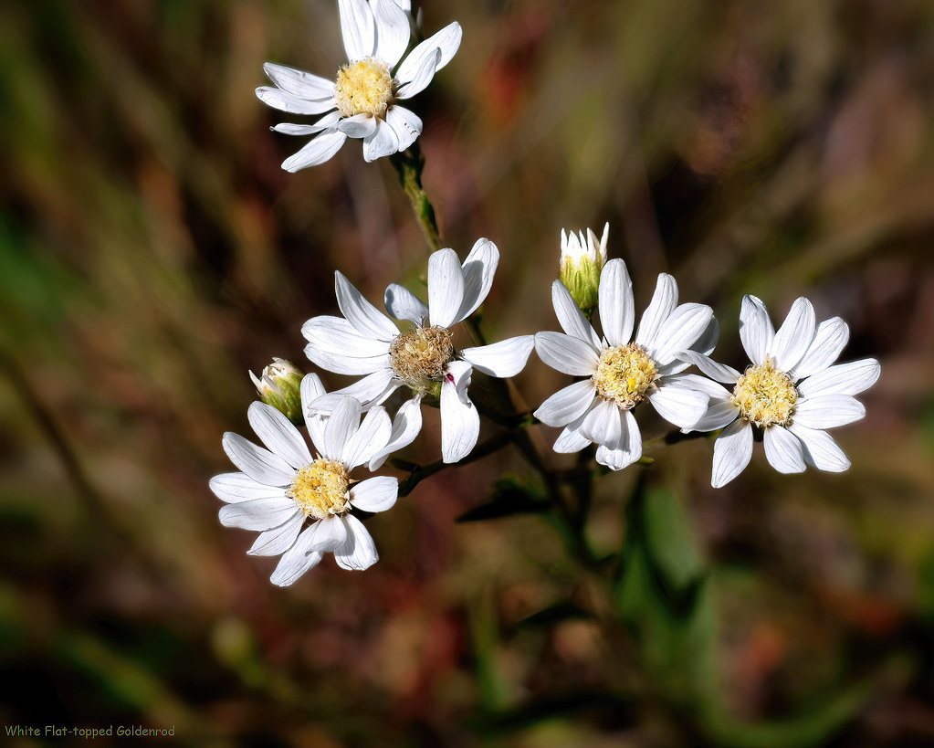 White Flat-topped Goldenrod - Oligoneuron album  -   Asteraceae: Aster or Daisy family