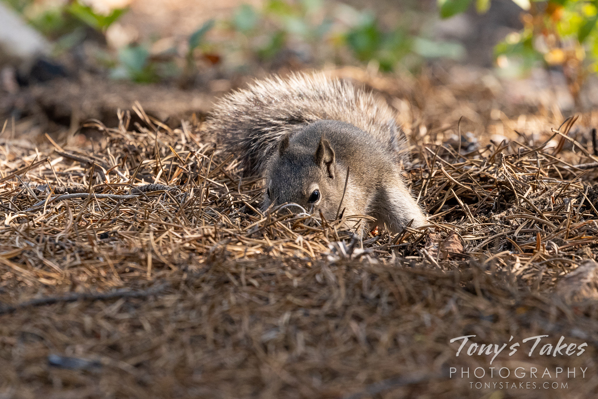 A squirrel hunts for a nut in the forest. (© Tony's Takes)