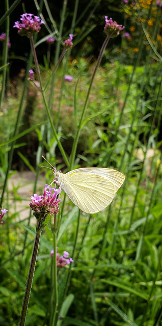 Moth at James Ranch Park, Xenia, Ohio